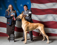 Great Dane #5 Sat NGCH Mincemoyer Cliff and Dru Norma Mike Henning Judge Denise Dean