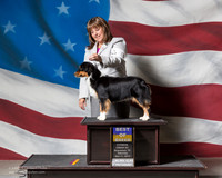 Miniature American Shepherd #8 Sat BOB Peckham Leslie Judge Christine Cameron