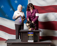Pomeranian #6 Sat BOB Parrott Michael Shalon Judge Elizabeth Lanie McKennon