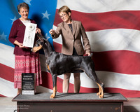 Doberman Pinscher #10 Fri G4 Kinhsular Terence Rick Hamann Judge Carol S Brown