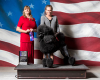 Poodle Standard #7 Sat WD Maj RAMBO Paula Gerri Chesky Judge Christine Cameron