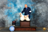 Cocker Spaniel Parti #5 Mon G2  Judge Debra Thornton
