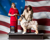 Australian Shepherd #5 Sat BOB WRIGHT Lauren Agent Collette Livingston Judge Cristine Cameron