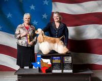 Cocker Spaniel ASCOB #14 Sat BOV BOS BOB Frazen Judge Linda K Bowers