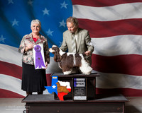 Cocker Spaniel Parti #10 Sat WB Melodee Boyle Judge Linda K Bowers