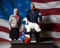 Cocker Spaniel Parti #8 BBE Albert Troy Judge Linda K Bowers