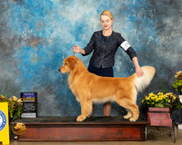 Golden Retriever #27 Sun BOB Judge Laurie Telfair