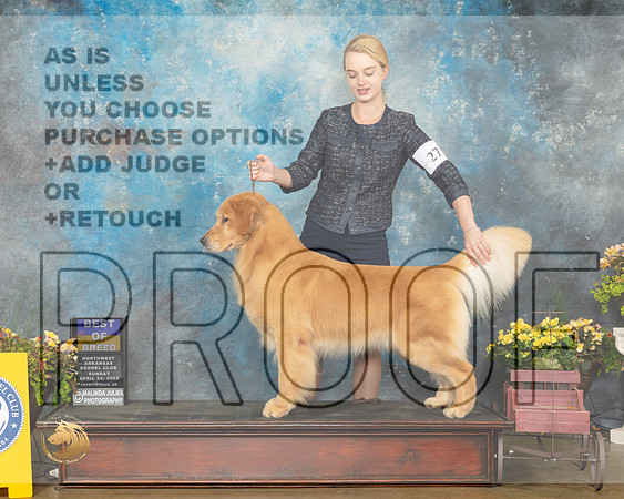 Golden Retriever #27 Sun BOB Judge Laurie Telfair-MMJ_1409-NWARK2022-HR3