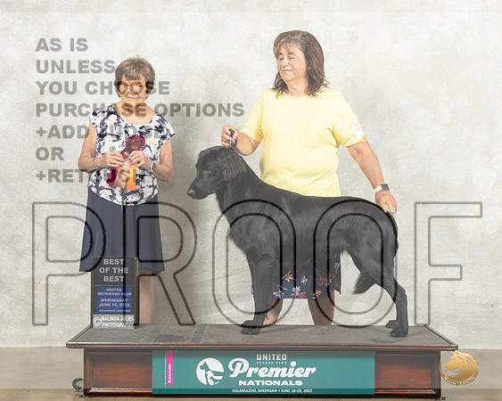 Flat Coated Retriever #611 Wed BOB Judge Nancy Gallant_MMJ_6891_Premier_2022_HR3