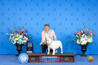 Bulldog #17 SUN RWD Judge Douglas Johnson