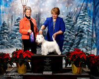 West Highland White Terrier #28 Thurs WB Cross Diann Moses Mary & Jim Cross Jaimi Glode Judge Knowlton Reynders