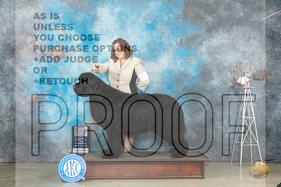 Newfoundland #5 Thur OHRBIS Judge Judy Brown r_JP_3841_Amarillo2023_HR3