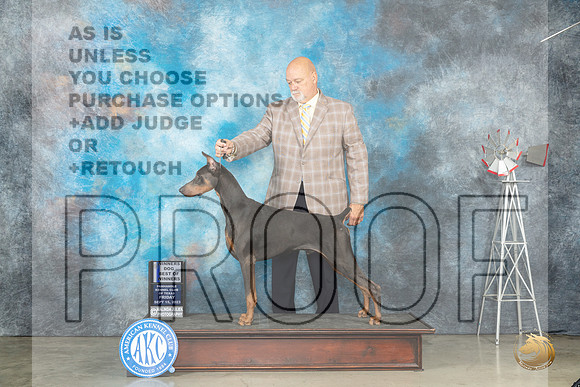Doberman Pinscher #7 Fri BOWWD Judge Sandra Walker_JP_3795_Amarillo2023_HR3