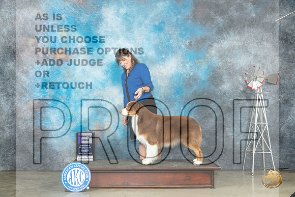 Australian Shepherd #5 Fri WD Judge Steve Keating_JP_3881_Amarillo2023_HR3