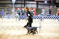 Australian Cattle Dog Junior Showmanship Fri Rings