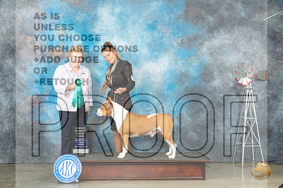 American Staffordshire Terrier #9 OHG3 Judge Judy Brown_JP_4035_Amarillo2023_HR3