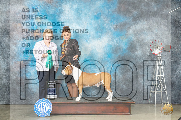 American Staffordshire Terrier #9 OHG3 Judge Judy Brown_JP_4036_Amarillo2023_HR3