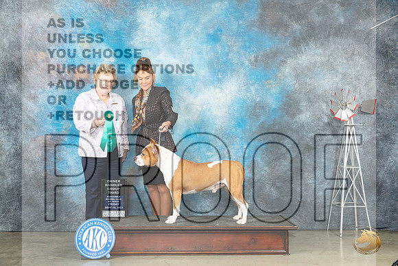 American Staffordshire Terrier #9 OHG3 Judge Judy Brown_JP_4041_Amarillo2023_HR3