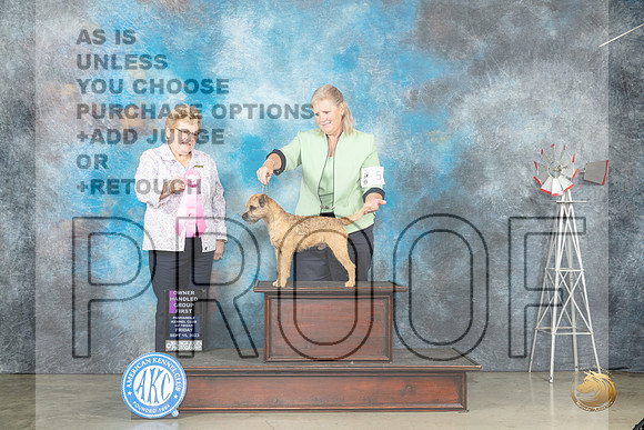 Border Terrier #5 Fri OHG1 Judge Judy Brown_JP_4043_Amarillo2023_HR3