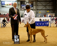 Pharaoh Hound #6 Sun BOW Maj NCh Lysher Linda Judge C Trotter
