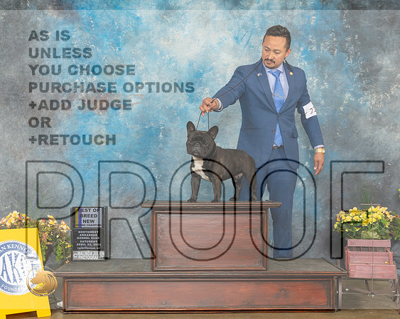 French Bulldog #21 Sat BOBNGCh Judge James Fehring-MMJ_0805-NWARK2022-HR3