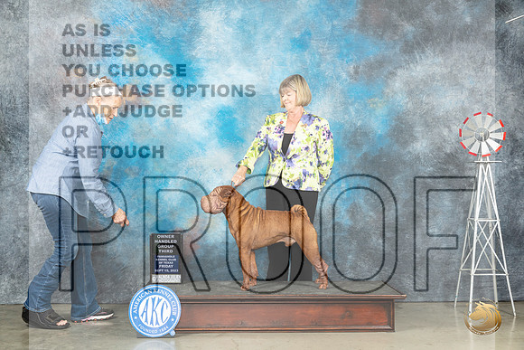 Chinese Shar Pei #7 Fri OHG3 Judge Judy Brown_JP_4304_Amarillo2023_HR3