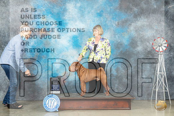 Chinese Shar Pei #7 Fri OHG3 Judge Judy Brown_JP_4306_Amarillo2023_HR3