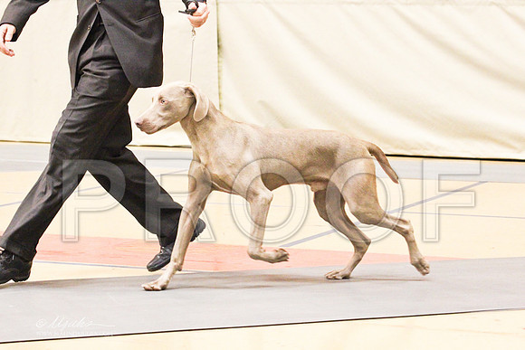 Weim-4224LR