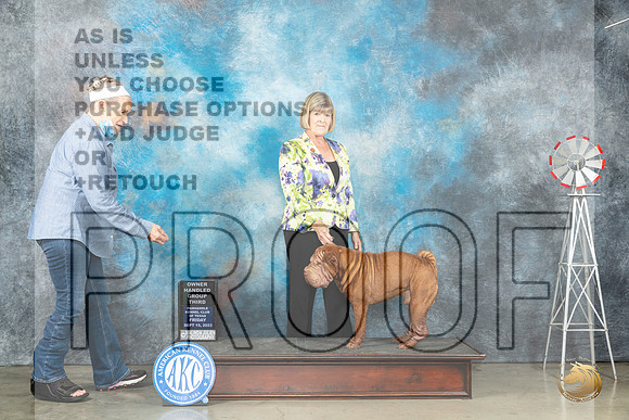 Chinese Shar Pei #7 Fri OHG3 Judge Judy Brown_JP_4308_Amarillo2023_HR3