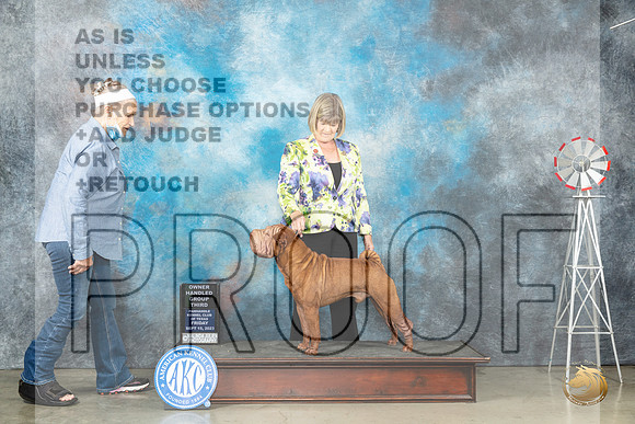 Chinese Shar Pei #7 Fri OHG3 Judge Judy Brown_JP_4309_Amarillo2023_HR3
