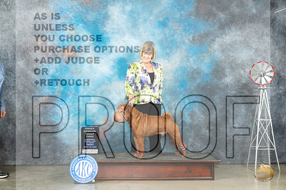 Chinese Shar Pei #7 Fri OHG3 Judge Judy Brown_JP_4316_Amarillo2023_HR3