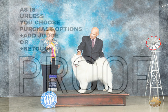 Samoyed #8 Sat BOBOHBOB Judge Judy Brown_JP_4342_Amarillo2023_HR3