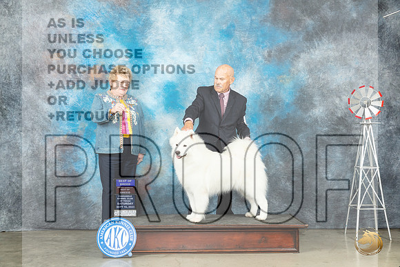 Samoyed #8 Sat BOBOHBOB Judge Judy Brown_JP_4347_Amarillo2023_HR3