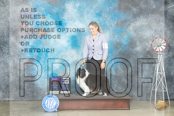 Shetland Sheepdog #8 Sat BOBWBOHBOB Judge Judy Brown_JP_4272_Amarillo2023_HR3