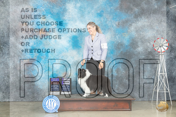 Shetland Sheepdog #8 Sat BOBWBOHBOB Judge Judy Brown_JP_4275_Amarillo2023_HR3