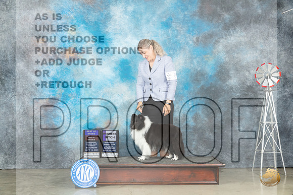 Shetland Sheepdog #8 Sat BOBWBOHBOB Judge Judy Brown_JP_4279_Amarillo2023_HR3