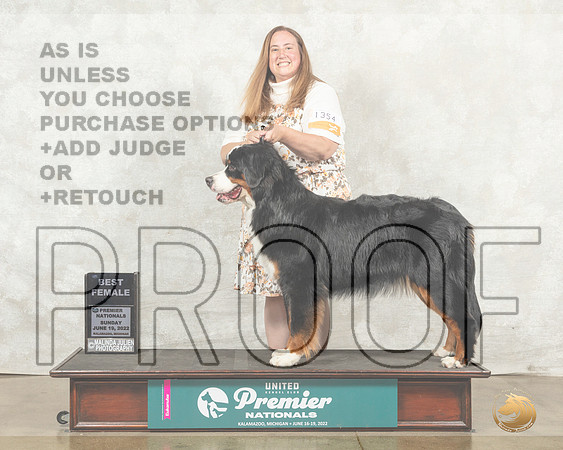 Bernese Mountain Dog #1354 Sun BF Judge Diana Brumbaugh__MJ_8868_Premier_2022_HR3