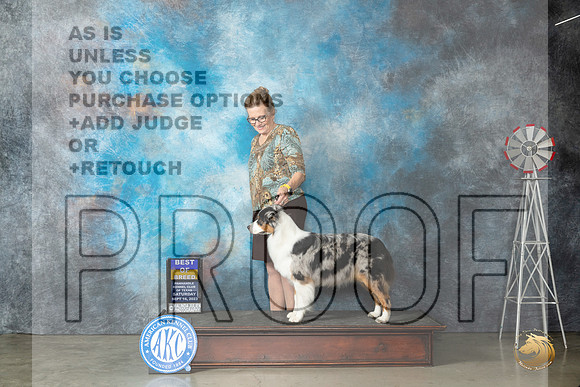 Australian Shepherd #22 Sat BOB Judge Helen Dorrence_JP_4419_Amarillo2023_HR3