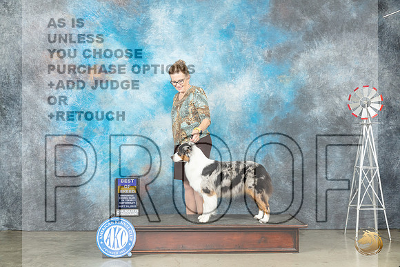 Australian Shepherd #22 Sat BOB Judge Helen Dorrence_JP_4418_Amarillo2023_HR3