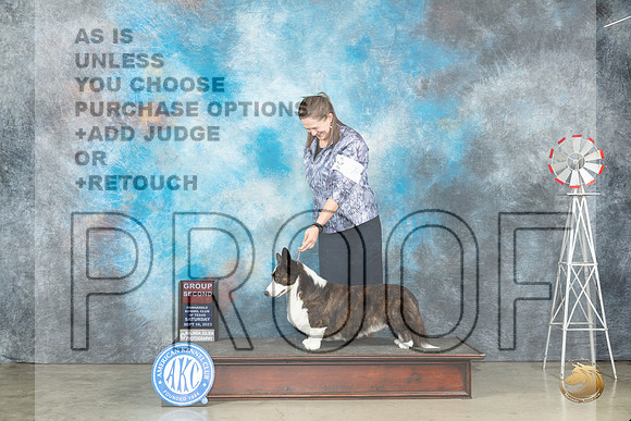 Cardigan Welsh Corgi #7 Sat G2 Judge Judy Brown_JP_4441_Amarillo2023_HR3