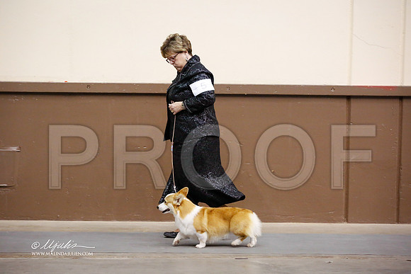 CorgPW-4073-SANov13-HR