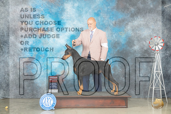 Doberman Pinscher #9 G2 Judge Judy Brown_JP_4554_Amarillo2023_HR3
