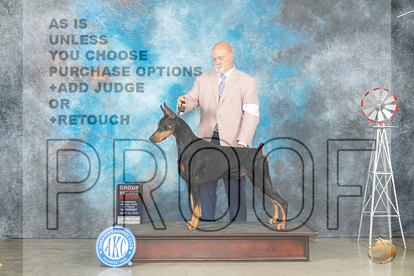 Doberman Pinscher #9 G2 Judge Judy Brown_JP_4553_Amarillo2023_HR3