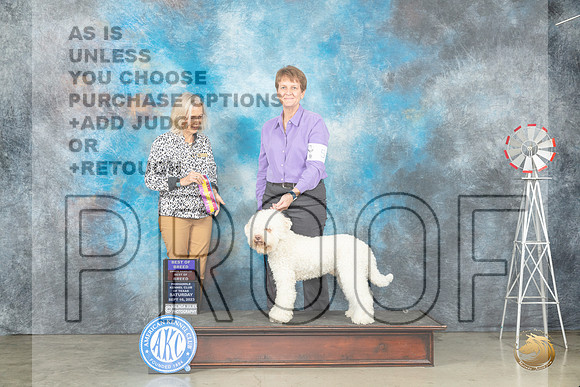 Lagotto #5 Sat BOBOHBOB Judge Helen Dorrence_JP_4474_Amarillo2023_HR3