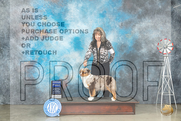 Miniature American Shepherd #8 Sat G1 Judge Judy Brown_JP_4427_Amarillo2023_HR3
