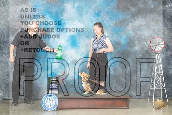 Pembroke Welsh Corgi #43 Sat NTNOVA Judge Bonnie Lee_JP_4479_Amarillo2023_HR3