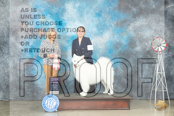 Samoyed #J602 Sat RBJr Judge Helen Dorrence_JP_4360_Amarillo2023_HR3