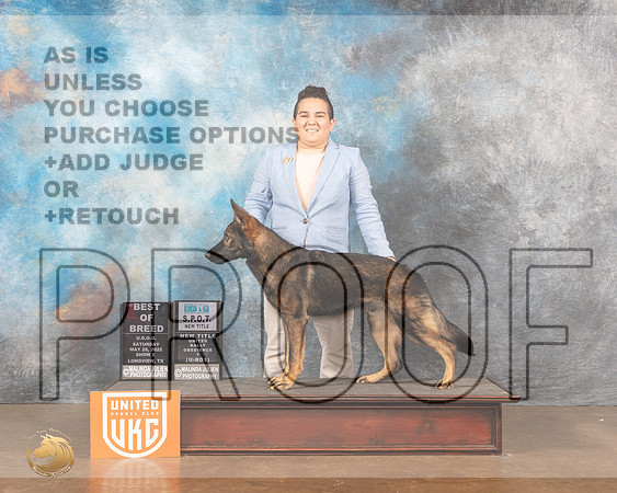 German Shepherd #247 Sat2 BOB Judge Kevin Izard-CarrollMMJ_5990_Lngvw2022HR3