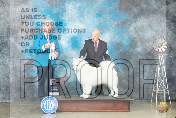 Samoyed #8 Sat OHG4 Judge Dr Steve Keating_JP_4620_Amarillo2023_HR3