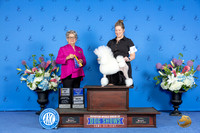 Poodle Miniature #8 SAT WB BOW BOB NC  Judge Sandra Lex